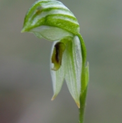 Bunochilus umbrinus (Broad-sepaled Leafy Greenhood) at Acton, ACT - 17 Sep 2021 by Sarah2019