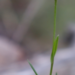 Bunochilus umbrinus (ACT) = Pterostylis umbrina (NSW) at suppressed - suppressed