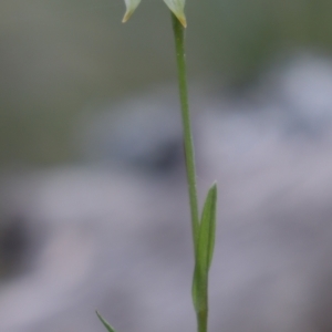 Bunochilus umbrinus (ACT) = Pterostylis umbrina (NSW) at suppressed - suppressed