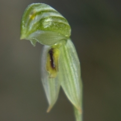 Bunochilus umbrinus (ACT) = Pterostylis umbrina (NSW) at suppressed - suppressed