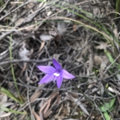 Glossodia major (Wax Lip Orchid) at Aranda Bushland - 17 Sep 2021 by Dora