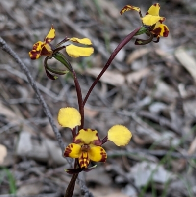 Diuris pardina (Leopard Doubletail) at Beechworth, VIC - 17 Sep 2021 by Darcy