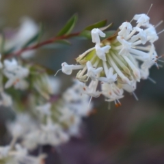 Pimelea linifolia (Slender Rice Flower) at Acton, ACT - 17 Sep 2021 by Sarah2019