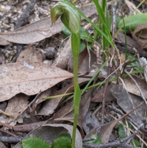 Pterostylis nutans at Beechworth, VIC - suppressed