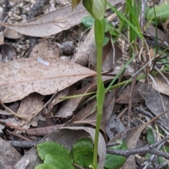 Pterostylis nutans at Beechworth, VIC - suppressed