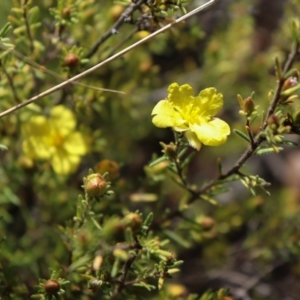 Hibbertia calycina at Acton, ACT - 17 Sep 2021