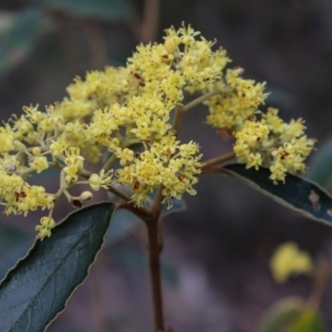 Pomaderris intermedia at Downer, ACT - 17 Sep 2021