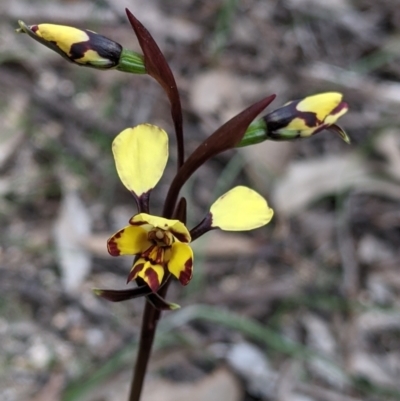 Diuris pardina (Leopard Doubletail) at Beechworth, VIC - 17 Sep 2021 by Darcy