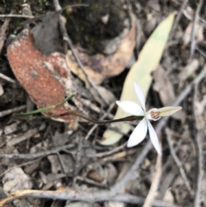 Caladenia fuscata at Holt, ACT - suppressed