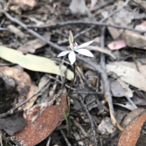 Caladenia fuscata at Holt, ACT - suppressed