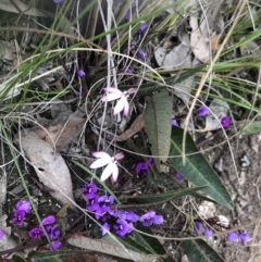 Caladenia fuscata at Holt, ACT - suppressed