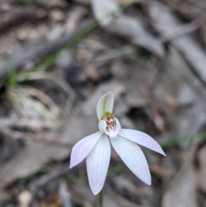 Caladenia fuscata at Beechworth, VIC - suppressed