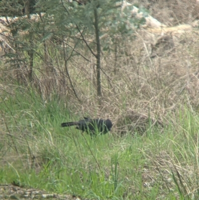 Corcorax melanorhamphos (White-winged Chough) at Wooragee, VIC - 17 Sep 2021 by Darcy