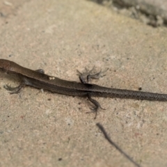 Lampropholis delicata at Higgins, ACT - 12 Sep 2021 02:49 PM