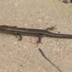 Lampropholis delicata at Higgins, ACT - 12 Sep 2021