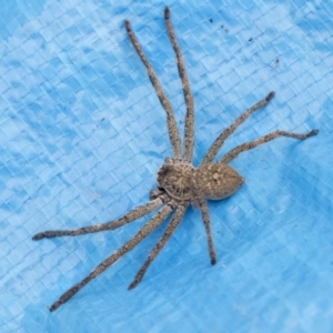 Sparassidae (family) at Higgins, ACT - 12 Sep 2021