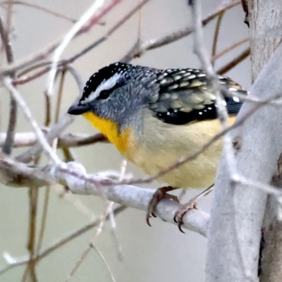 Pardalotus punctatus (Spotted Pardalote) at Mount Ainslie - 16 Sep 2021 by jb2602