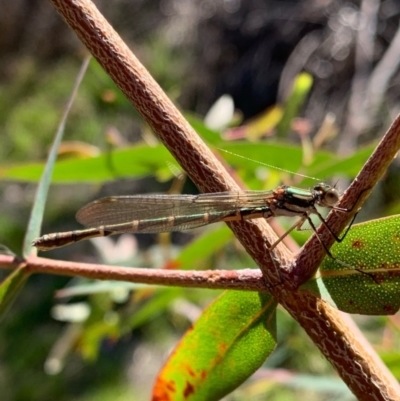 Austrolestes annulosus (Blue Ringtail) at Murrumbateman, NSW - 17 Sep 2021 by SimoneC