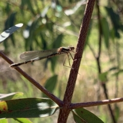 Austrolestes annulosus at Murrumbateman, NSW - 17 Sep 2021