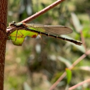 Austrolestes annulosus at Murrumbateman, NSW - 17 Sep 2021