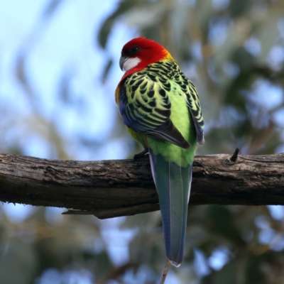 Platycercus eximius (Eastern Rosella) at Pialligo, ACT - 16 Sep 2021 by jb2602