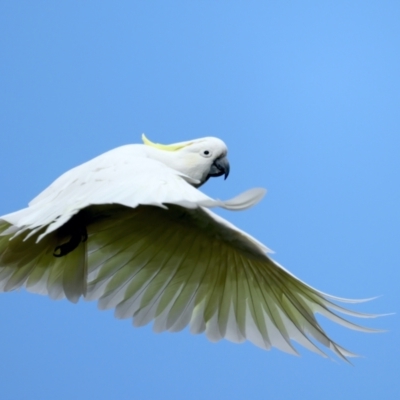 Cacatua galerita (Sulphur-crested Cockatoo) at Majura, ACT - 16 Sep 2021 by jb2602