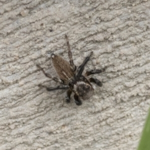 Maratus griseus at Higgins, ACT - 12 Sep 2021 12:55 PM