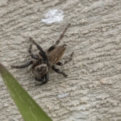 Maratus griseus at Higgins, ACT - 12 Sep 2021