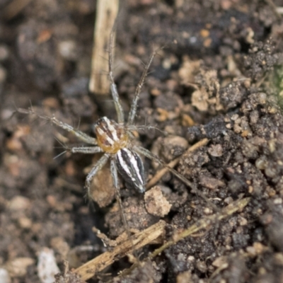 Oxyopes sp. (genus) (Lynx spider) at Higgins, ACT - 12 Sep 2021 by AlisonMilton