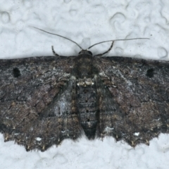 Eccymatoge fulvida (A geometer moth) at Ainslie, ACT - 16 Sep 2021 by jb2602