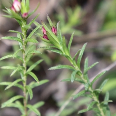 Rhytidosporum procumbens (White Marianth) at Acton, ACT - 17 Sep 2021 by Sarah2019