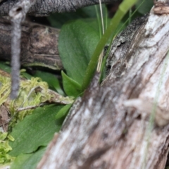 Pterostylis nutans (Nodding Greenhood) at Acton, ACT - 17 Sep 2021 by Sarah2019