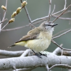 Acanthiza chrysorrhoa (Yellow-rumped Thornbill) at Majura, ACT - 16 Sep 2021 by jbromilow50