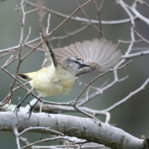 Acanthiza chrysorrhoa at Majura, ACT - 16 Sep 2021