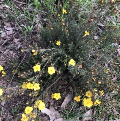 Hibbertia sp. (Guinea Flower) at Holt, ACT - 17 Sep 2021 by Dora
