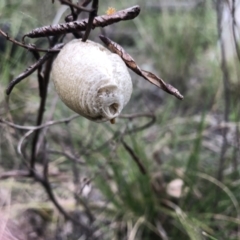 Mantodea (order) (Unidentified praying mantis) at Aranda Bushland - 17 Sep 2021 by Dora