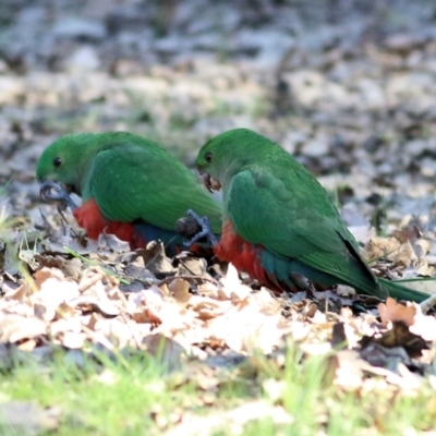 Alisterus scapularis (Australian King-Parrot) at Yackandandah, VIC - 14 Sep 2021 by Kyliegw