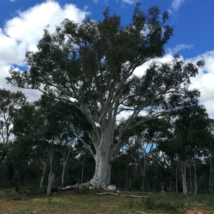 Eucalyptus rossii at Majura, ACT - 16 Sep 2021