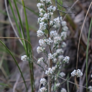 Leucopogon virgatus at Downer, ACT - 17 Sep 2021