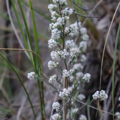 Leucopogon virgatus (Common Beard-heath) at Downer, ACT - 17 Sep 2021 by Sarah2019