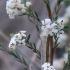 Leucopogon virgatus at Downer, ACT - 17 Sep 2021