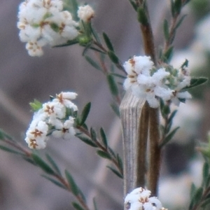 Leucopogon virgatus at Downer, ACT - 17 Sep 2021