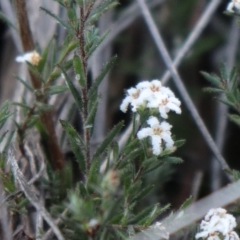 Leucopogon virgatus at Downer, ACT - 17 Sep 2021