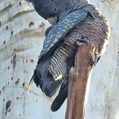 Callocephalon fimbriatum (Gang-gang Cockatoo) at Aranda, ACT - 16 Sep 2021 by jhotchin