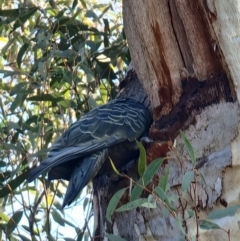 Callocephalon fimbriatum at Aranda, ACT - suppressed