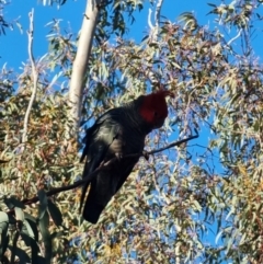 Callocephalon fimbriatum at Aranda, ACT - suppressed