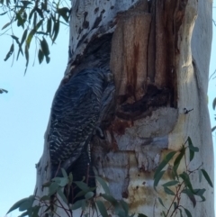 Callocephalon fimbriatum at Aranda, ACT - suppressed