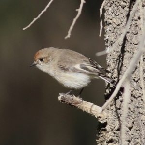 Petroica goodenovii at Balldale, NSW - 27 Jun 2017