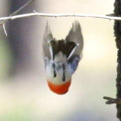 Petroica goodenovii at Balldale, NSW - 27 Jun 2017