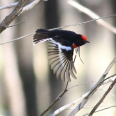 Petroica goodenovii at Balldale, NSW - 27 Jun 2017